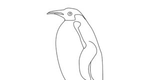 livre de coloriage du pingouin empereur à imprimer