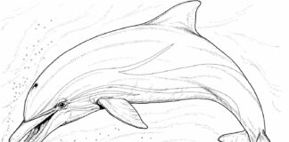 dolphin chases small fish coloring book to print