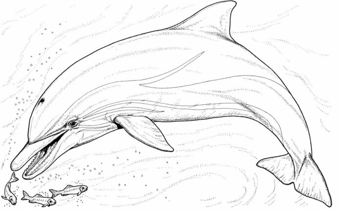 Delphin jagt kleinen Fisch Malbuch zum Ausdrucken