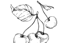 ripe red cherries coloring book to print