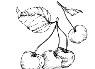 ripe red cherries coloring book to print