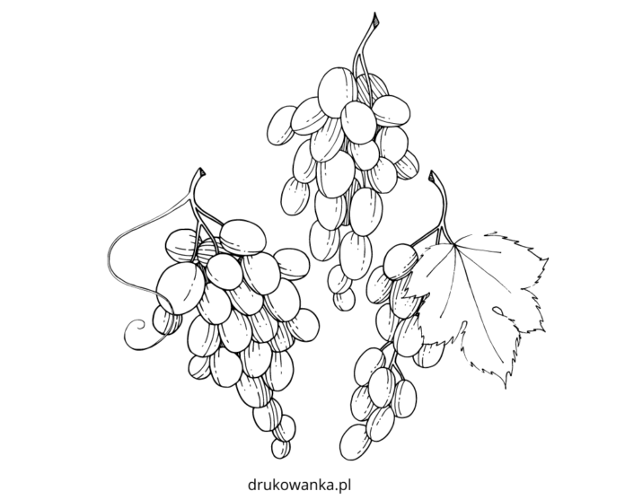 ripe grapes fruit coloring book to print