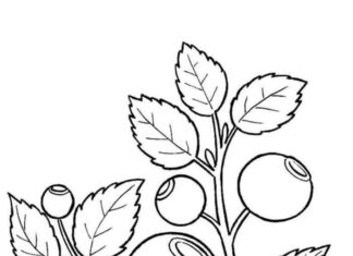 blueberries ripening coloring book to print