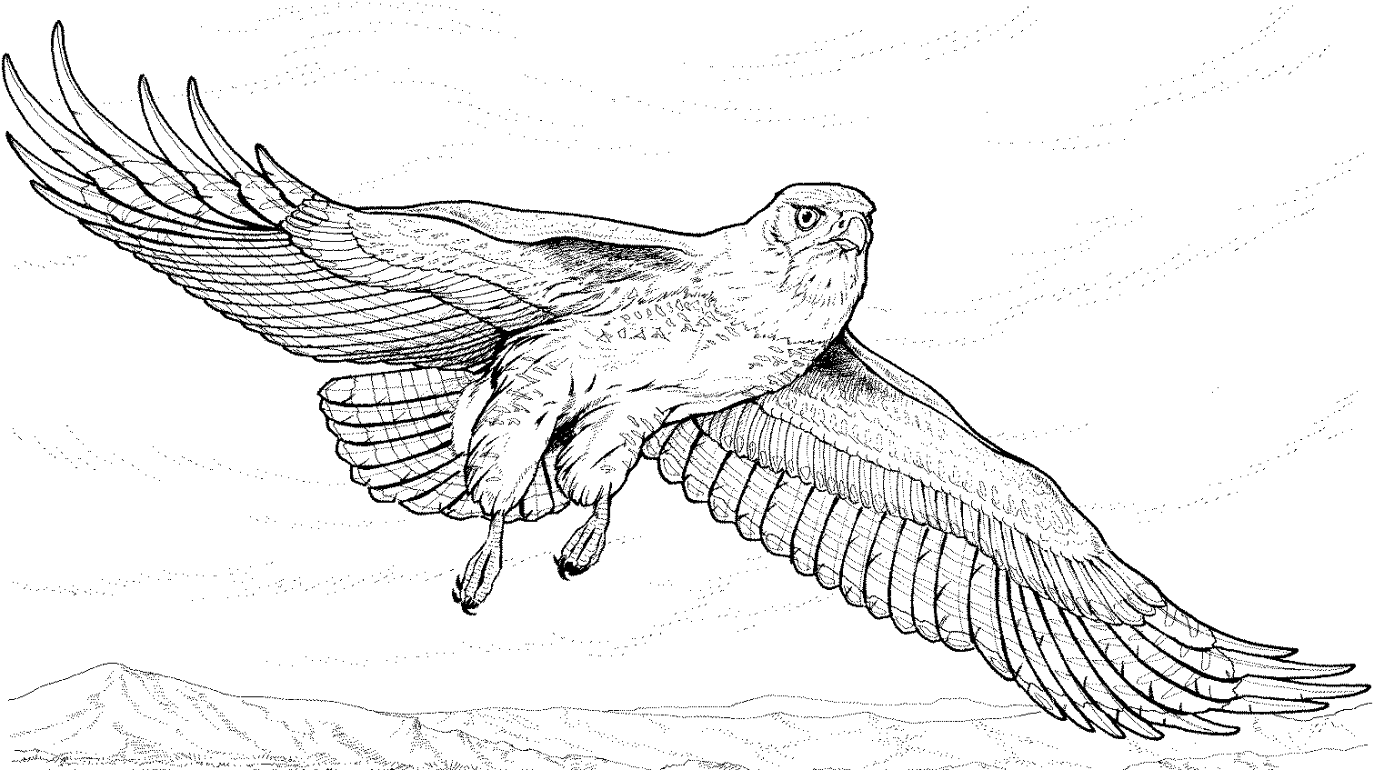 Coloring Book Large hawk in flight to print and online