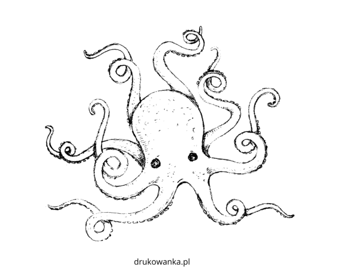 velká chobotnice k vytisknutí omalovánky