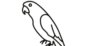 large wavy parrot coloring book to print