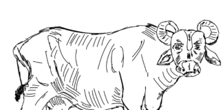 big buffalo in the meadow coloring book to print