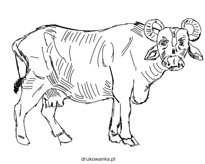 草原の大きな水牛 印刷用塗り絵