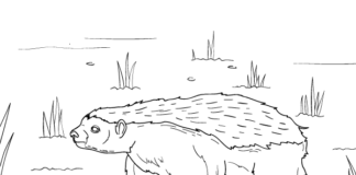 big badger coloring book to print