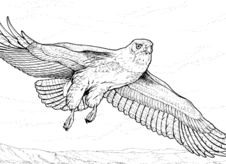 large hawk in flight coloring book to print
