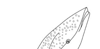 ジンベエザメの大型塗り絵の印刷