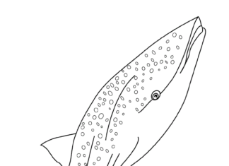 libro da colorare grande squalo balena da stampare