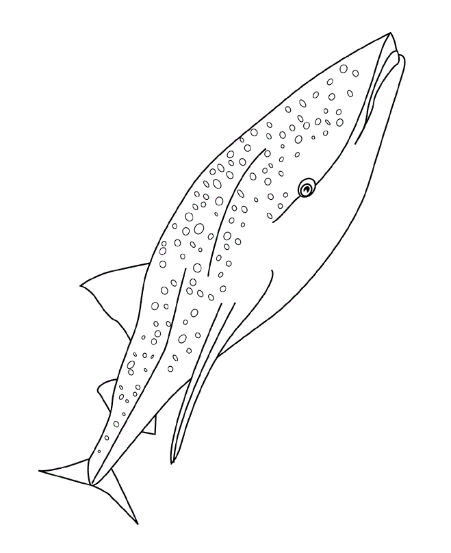 duży rekin wielorybi kolorowanka do drukowania