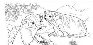 two badgers in the hollow coloring book to print