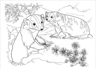 two badgers in the hollow coloring book to print