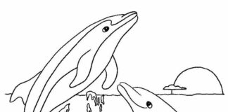 two dolphins in the sea coloring book to print