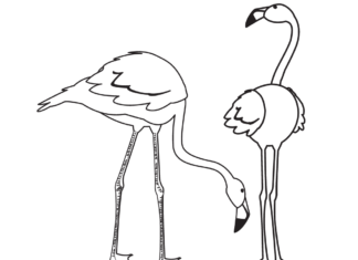 két nagy flamingó nyomtatható színezőkönyv