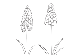 dvě krásné hyacinty omalovánky k vytisknutí