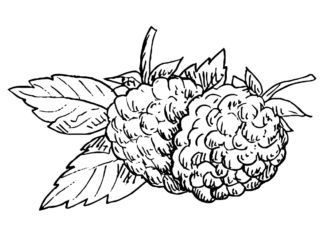 two red raspberries coloring book to print