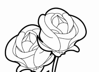 dvě růže - omalovánky k vytisknutí
