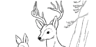 two roe deer coloring book to print