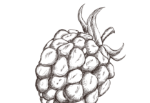 wild blackberry coloring book to print