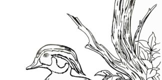 wild duck in a tree coloring book to print