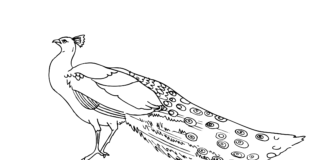 wild bird peacock coloring book printable