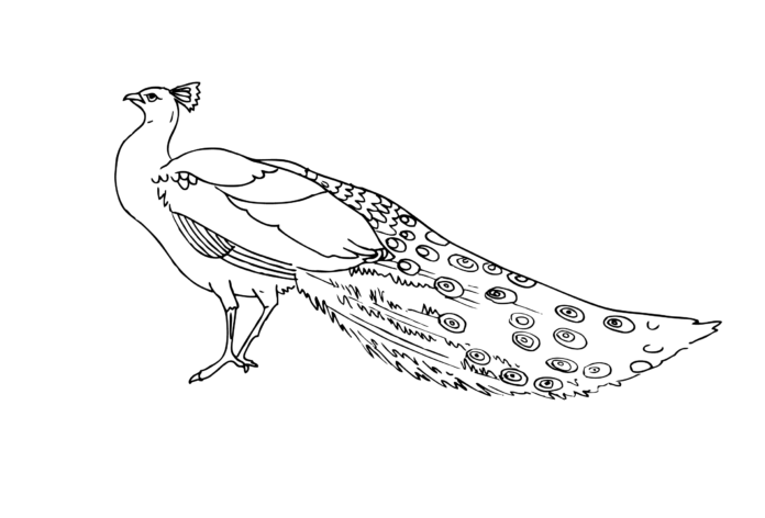 luonnonvarainen lintu riikinkukko värityskirja tulostettava