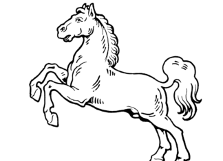 livre de coloriage de chevaux sauvages et fous à imprimer