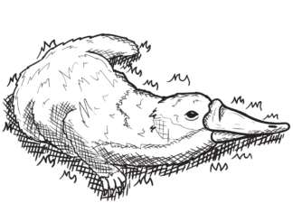 pecker beak coloring book to print