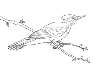 pájaro carpintero en una rama de árbol libro para colorear para imprimir