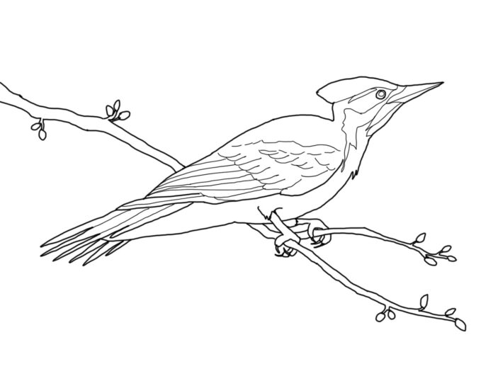 pájaro carpintero en una rama de árbol libro para colorear para imprimir