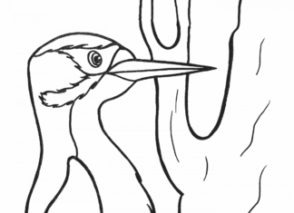 woodpecker makes himself a hollow coloring book to print