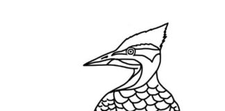 woodpecker printable coloring book