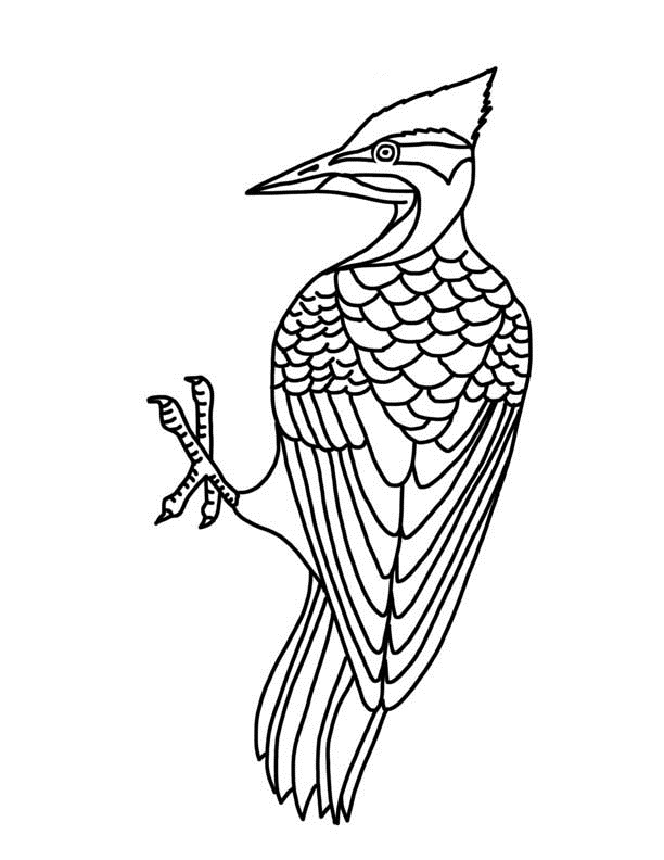 woodpecker printable coloring book