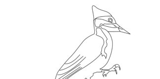 green woodpecker printable coloring book