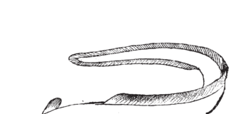 long eel coloring book to print