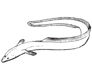 livre de coloriage "anguille longue" à imprimer