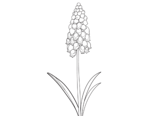 Fialový hyacint omaľovánky k vytlačeniu