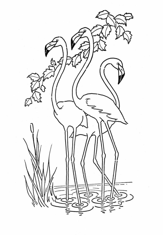 flamingos in the water coloring book to print