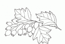 branch with blueberries coloring book to print