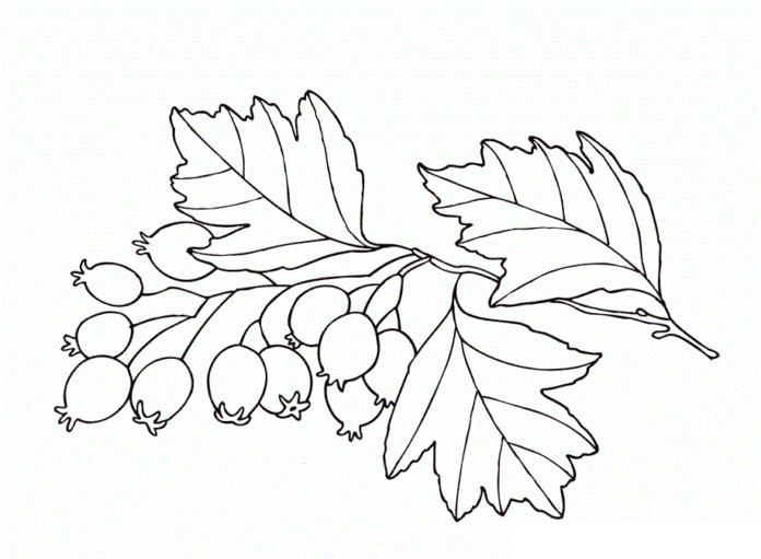ブルーベリーの枝塗り絵印刷