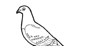 city pigeon coloring book to print