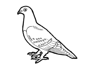city pigeon coloring book to print