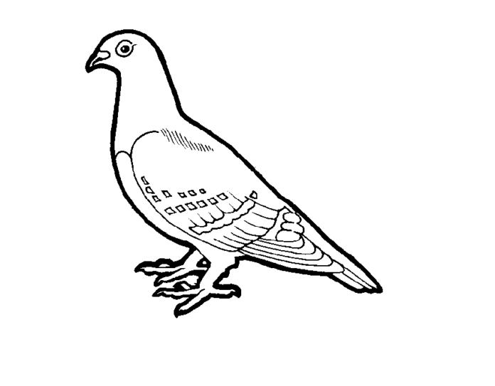 Mestský holub na vytlačenie omaľovánky