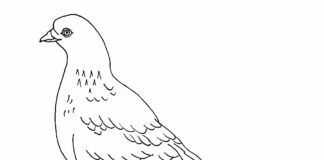 dove drawing coloring book to print