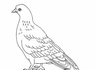 feuille de coloriage de dessin de pigeon pour l'impression
