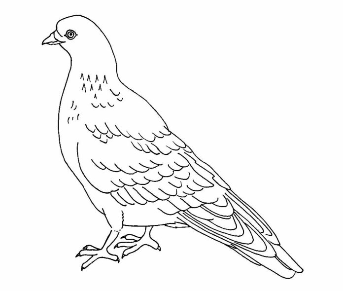 folha de coloração de desenho de pombo para impressão