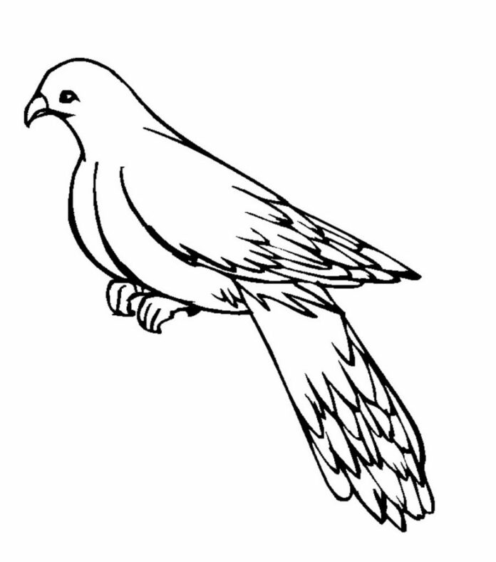 Taube mit langem Schwanz Färbung Buch zu drucken